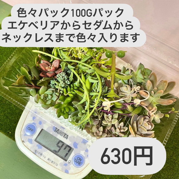〜多肉植物カット苗詰め合わせ〜100gパック…フードパック発送 1枚目の画像