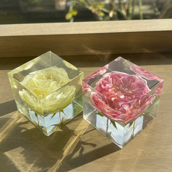 本物の薔薇 5cmキューブお得な2個セット/植物標本/デスクの癒し/ペーパーウエイト/ 1枚目の画像