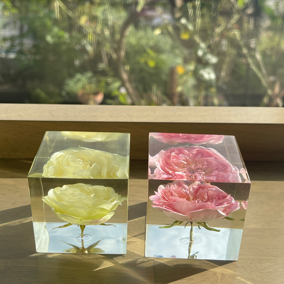 本物の薔薇 5cmキューブお得な2個セット/植物標本/デスクの癒し/ペーパーウエイト/ 2枚目の画像