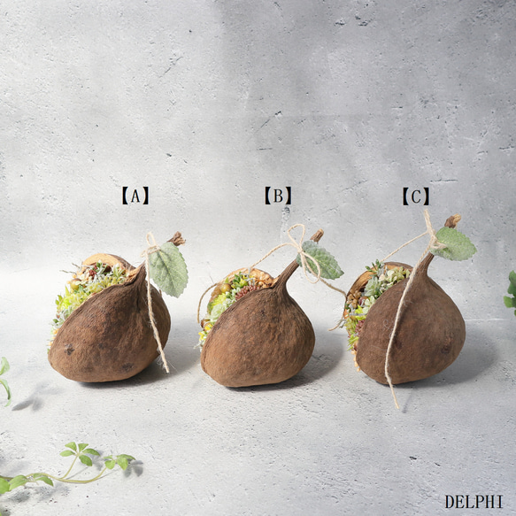 【C】ブッダナッツのアレンジメント（多肉植物）【C】【アーティフィシャルフラワー/造花】フェイクグリーン　ボタニカルイン 4枚目の画像