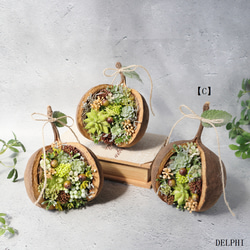 【C】ブッダナッツのアレンジメント（多肉植物）【C】【アーティフィシャルフラワー/造花】フェイクグリーン　ボタニカルイン 1枚目の画像