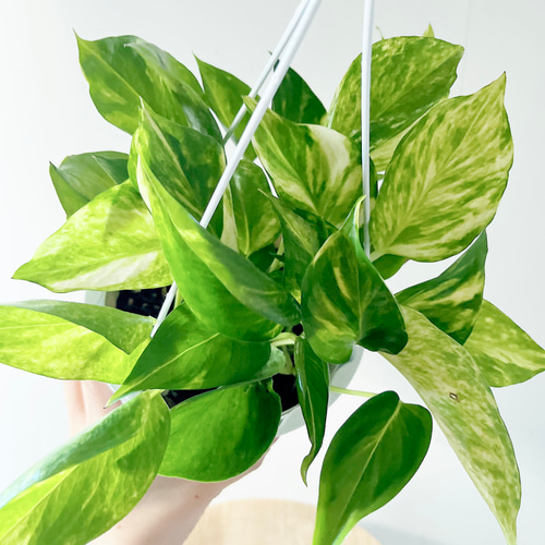 希少】ポトス テルノゴールドジャック 斑入り 観葉植物 吊り下げ calm
