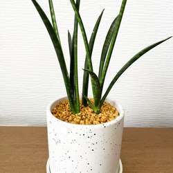 観葉植物　サンスベリア　インテリアグリーン　テラゾー鉢 4枚目の画像
