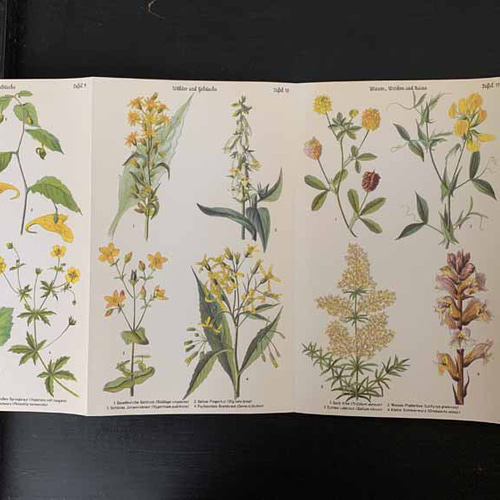 ドイツ植物図鑑 アンティーク復刻 版画 *LULU｜フランス雑貨