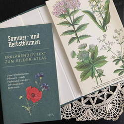 洋書 植物図鑑 ドイツ 花 BLUMEN IN WALD UND FLUR 洋書 植物図鑑