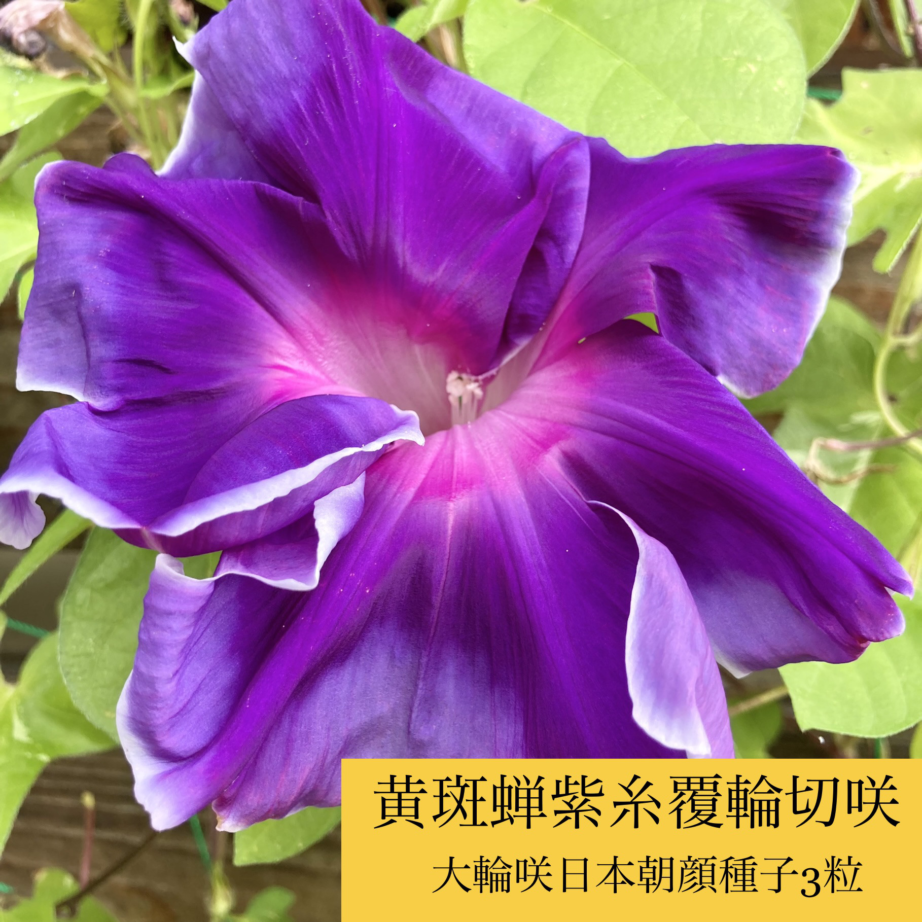 希少古典朝顔の苗★黄斑蝉浅黃霞覆輪 新世界★一苗 黄蝉葉阿由知浅黄縞「大輪朝顔2018」のアルバム-みんなの趣味の