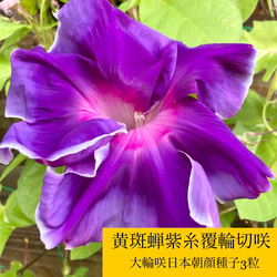 希少古典朝顔の苗★黄斑蝉浅黃霞覆輪 新世界★一苗 希少古典朝顔の苗☆黄斑蝉浅黃霞覆輪 新世界☆一