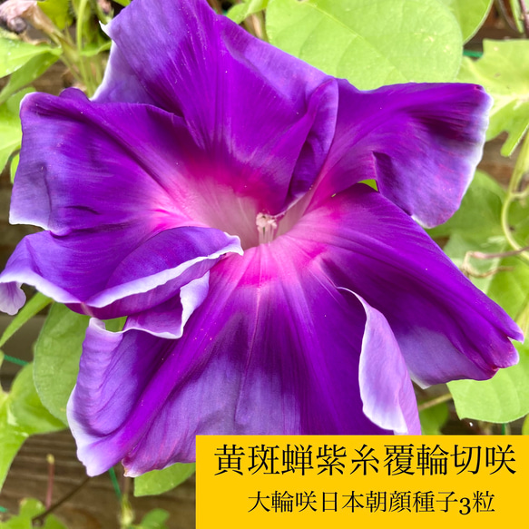 変化朝顔の苗★古代紫覆輪咲✭つぼみ付き開花苗一苗 変化朝顔の苗古代紫覆輪咲✭つぼみ付き開花苗一苗 日本 朝顔