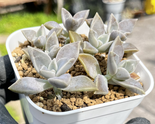 Top【選抜株】多肉植物　360458ウォーター　ムーン　50個　プラグトレー苗 多肉植物】 プラグ苗 8苗セット☆ | すべての商品 | | Junk sweet