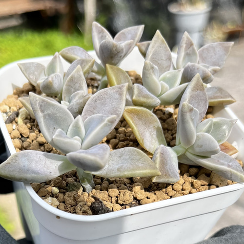 SOLD おぼろ月 朧月 抜き苗 名前付き 多肉植物 〜Green〜多肉畑〜 通販