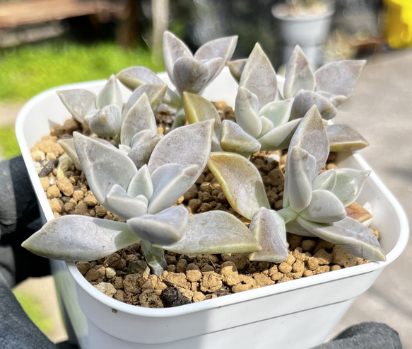 SOLD おぼろ月 朧月 抜き苗 名前付き 多肉植物 〜Green〜多肉畑〜 通販