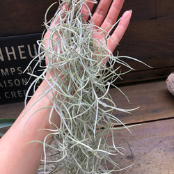 ウスネオイデス♡太葉♡エアープランツ♡多肉植物 14枚目の画像