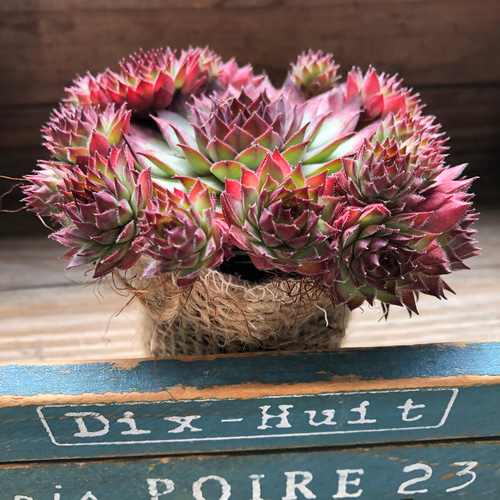 レッド♡センペルビウム♡子株たくさん♡多肉植物♡インテリア アート