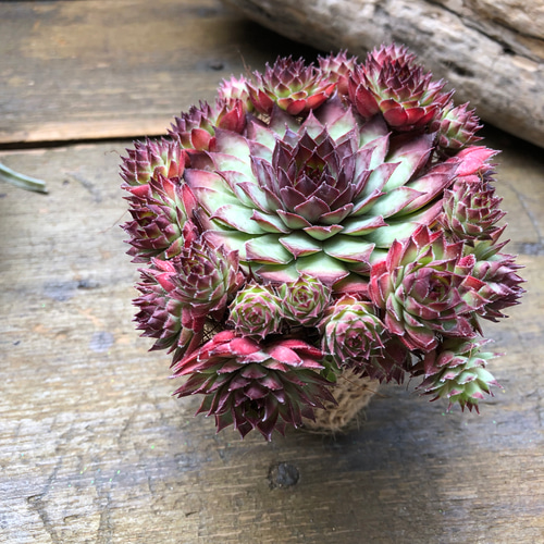 レッド♡センペルビウム♡子株たくさん♡多肉植物♡インテリア アート