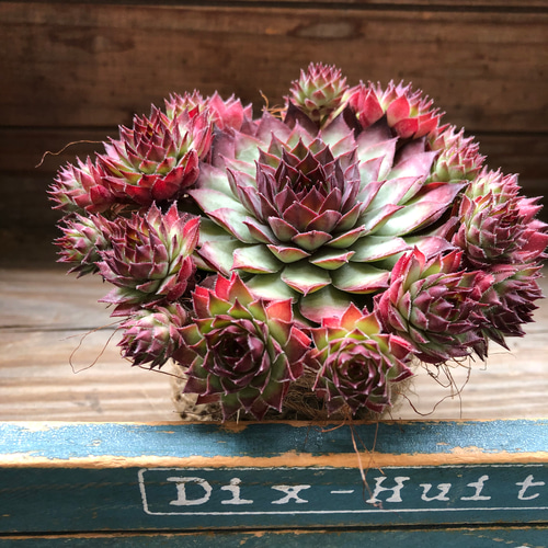 レッド♡センペルビウム♡子株たくさん♡多肉植物♡インテリア アート