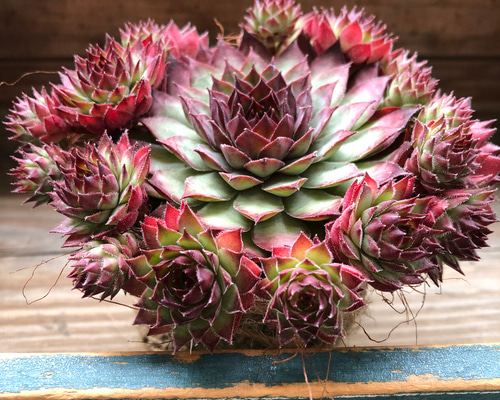 レッド♡センペルビウム♡子株たくさん♡多肉植物♡インテリア アート