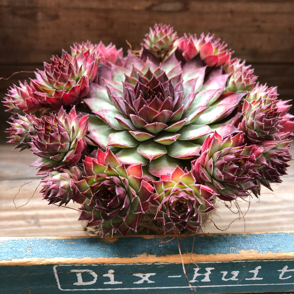 レッド♡センペルビウム♡子株たくさん♡多肉植物♡インテリア アート