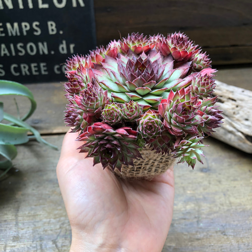 レッド♡センペルビウム♡子株たくさん♡多肉植物♡インテリア アート