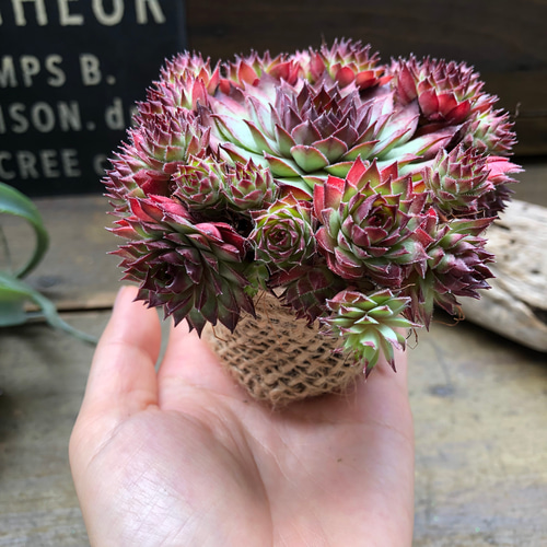 レッド♡センペルビウム♡子株たくさん♡多肉植物♡インテリア アート