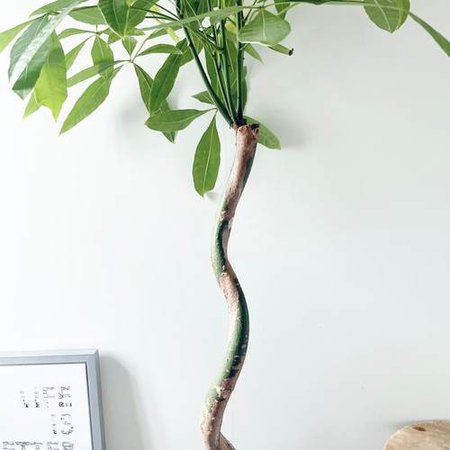 259 希少 パキラムーンライト 曲がり 観葉植物 室内 その他インテリア