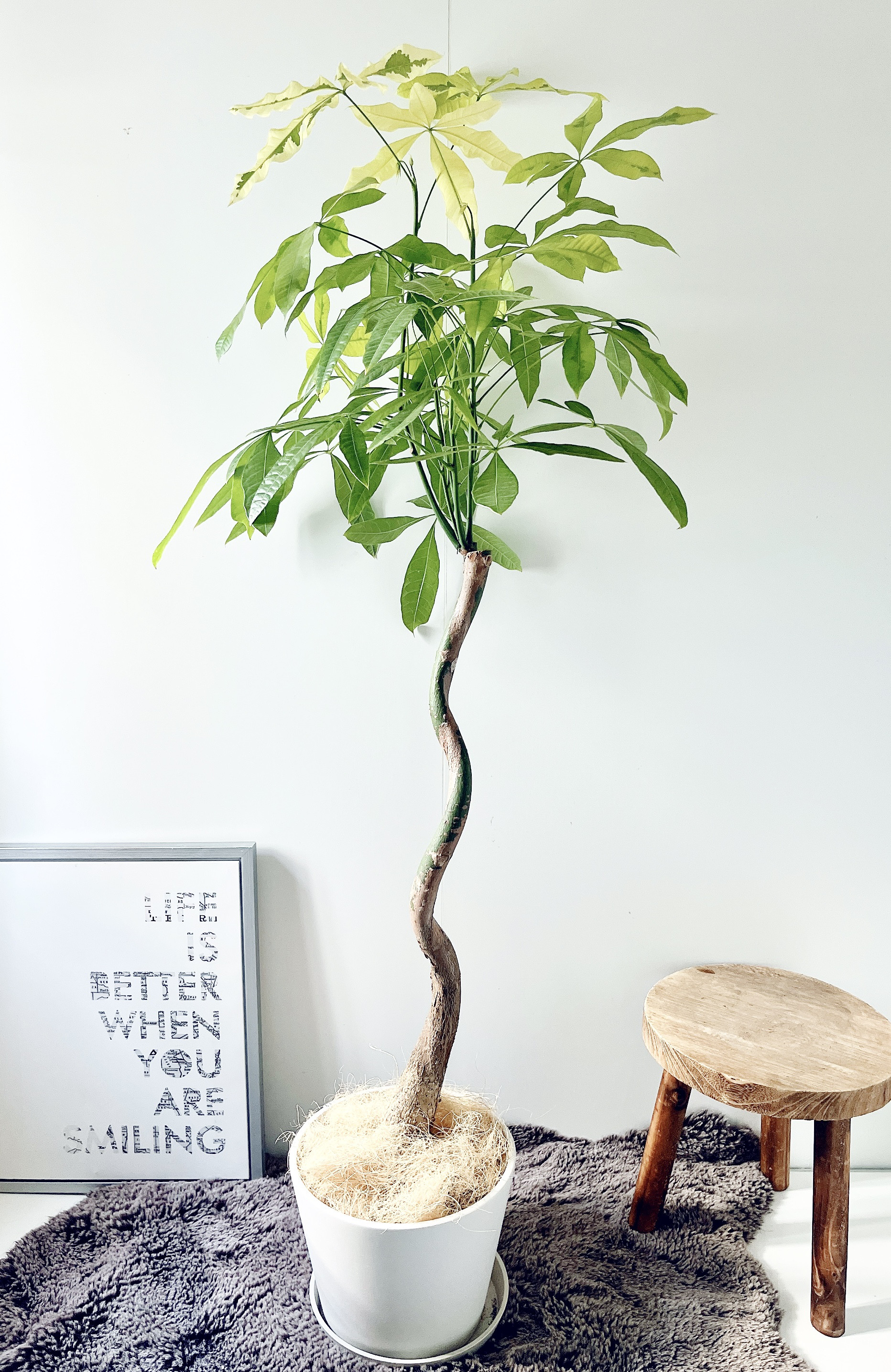 【希少】パキラ　ムーンライト　細葉&矮性 超希少 パキラ ムーンライト ライムカラー 斑入りパキラ 観葉