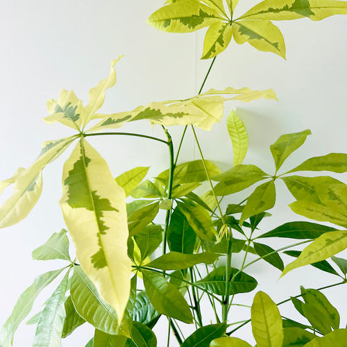 259 希少 パキラムーンライト 曲がり 観葉植物 室内 その他インテリア