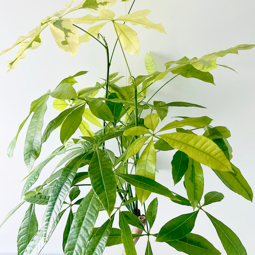259 希少 パキラムーンライト 曲がり 観葉植物 室内 その他インテリア
