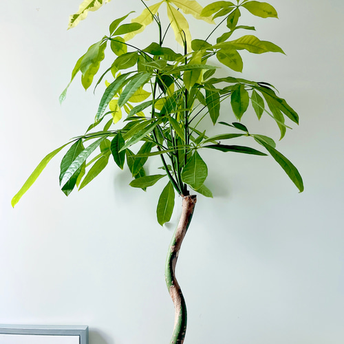 259 希少 パキラムーンライト 曲がり 観葉植物 室内 その他インテリア