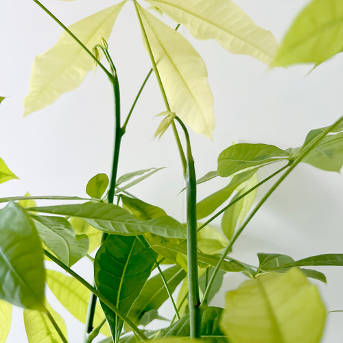 259 希少 パキラムーンライト 曲がり 観葉植物 室内 その他インテリア