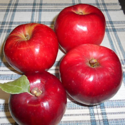 青森の 紅玉りんごのタルト　18cm　 7枚目の画像