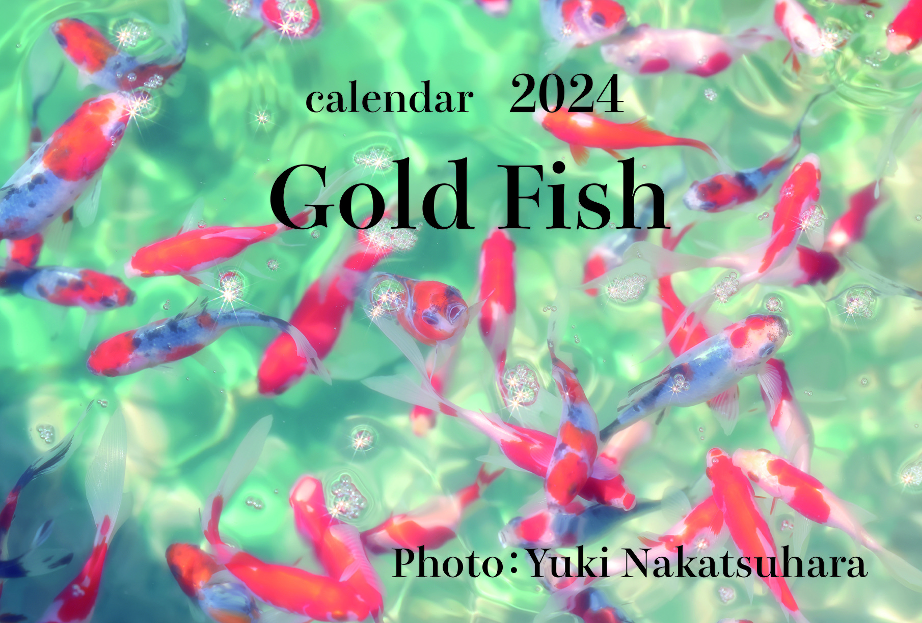 2024年 金魚 卓上カレンダー 2024 Gold Fish 写真・グラフィック YUKI