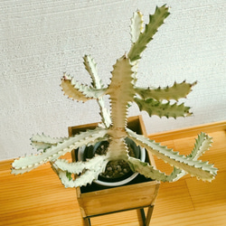 ホワイトゴースト花台セット　ハローウィンスペシャル企画!　希少種多肉植物　個性的植物　存在感有り 3枚目の画像