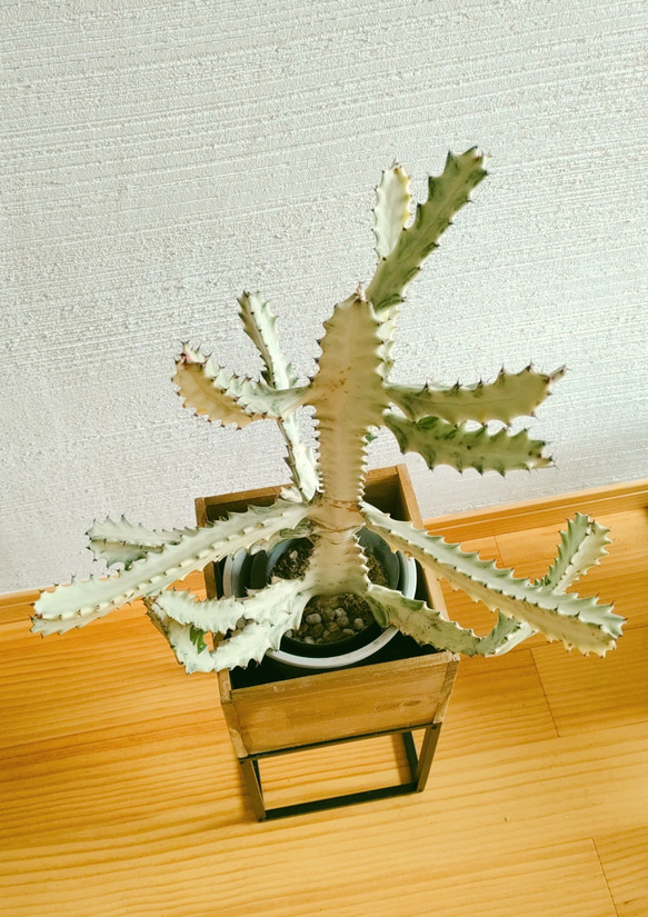 ホワイトゴースト花台セット　ハローウィンスペシャル企画!　希少種多肉植物　個性的植物　存在感有り 3枚目の画像