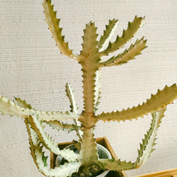 ホワイトゴースト花台セット　ハローウィンスペシャル企画!　希少種多肉植物　個性的植物　存在感有り 2枚目の画像