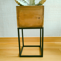 ホワイトゴースト花台セット　ハローウィンスペシャル企画!　希少種多肉植物　個性的植物　存在感有り 4枚目の画像