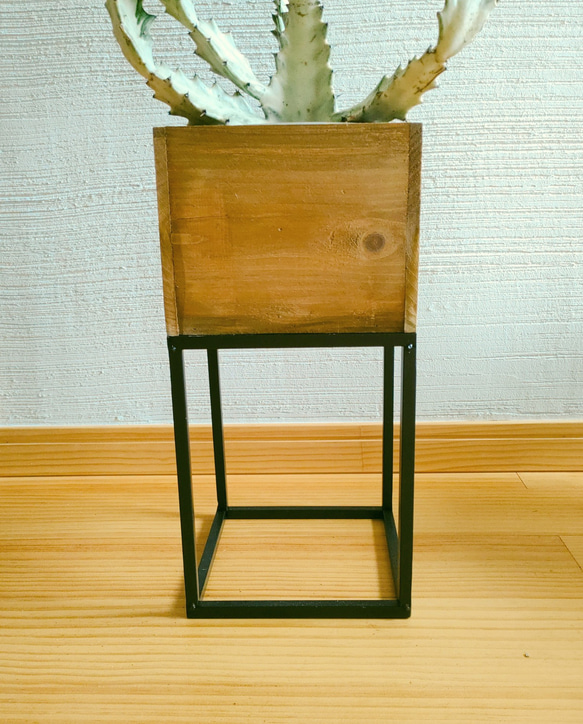 ホワイトゴースト花台セット　ハローウィンスペシャル企画!　希少種多肉植物　個性的植物　存在感有り 4枚目の画像