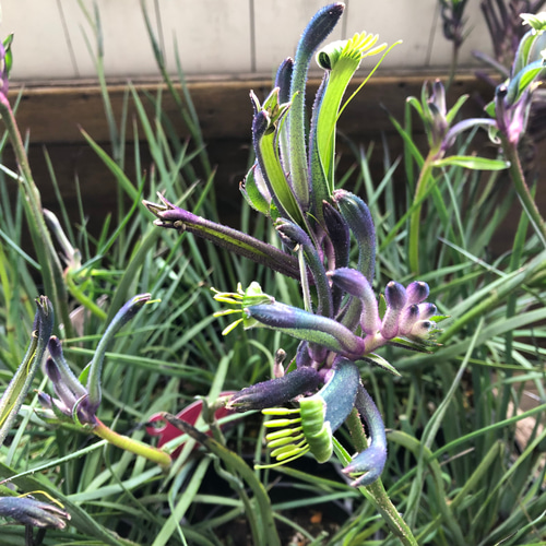 新色♡マスカレード♡パープル♡カンガルーポー♡オージープランツ