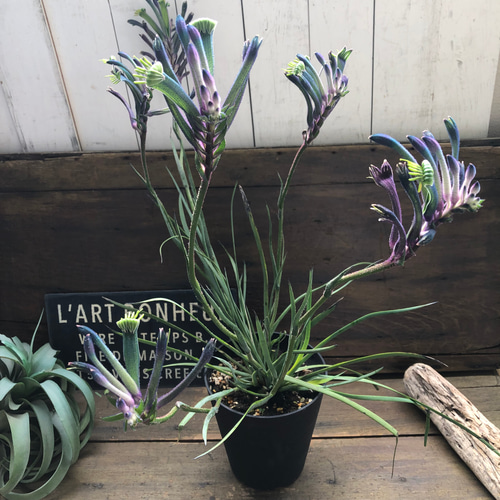 新色♡マスカレード♡パープル♡カンガルーポー♡オージープランツ