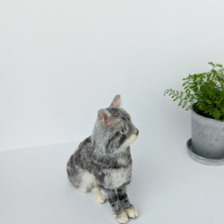 アメリカンショートヘア　羊毛フェルト　ぬいぐるみ　猫　置き物　送料無料　猫の日2024 8枚目の画像