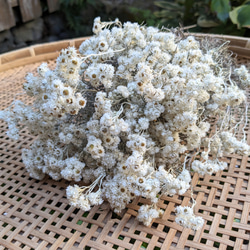 カワラハハコ　花かんざし　ドライフラワー 河原母子（カワラハハコ）はナチュラルドライフラワーみたいです
