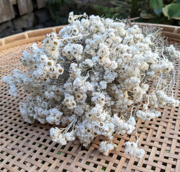 ドライフラワー～カワラハハコ ドライフラワー hanahana 通販