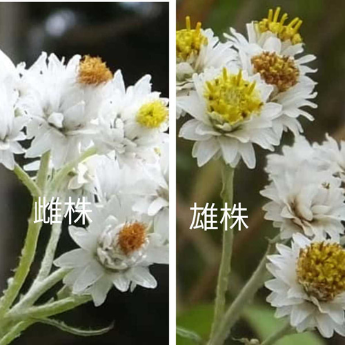 カワラハハコ 雄株 ドライフラワー 25cm50g その他素材 Fine 通販