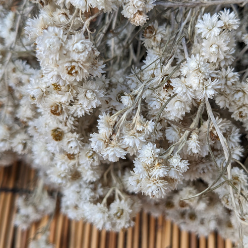 カワラハハコ 雄株 ドライフラワー 25cm50g その他素材 Fine 通販