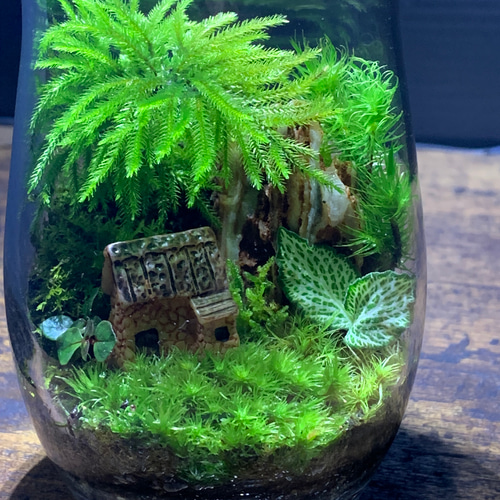 219 苔アート 苔テラリウム テラリウム 送料込み テラリウム ✴︎green