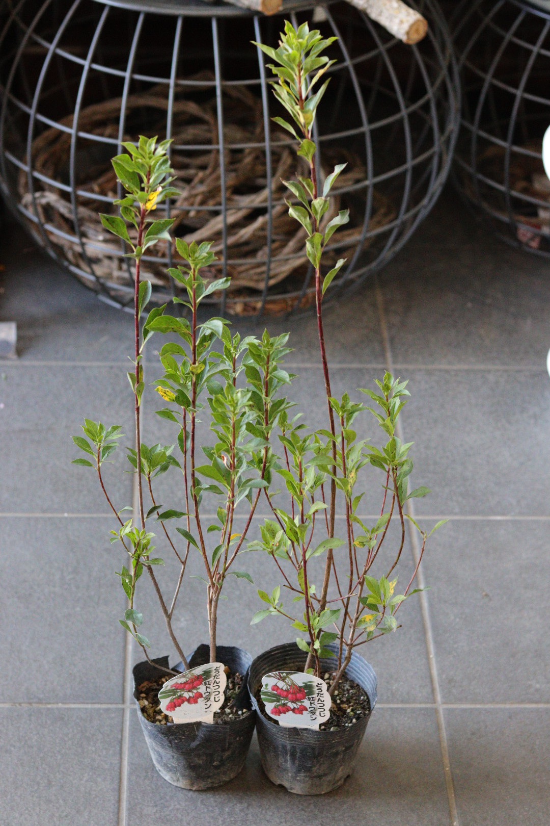 発根済】セサモタムナス ブッセアヌス 現地球 希少大株】セサモ