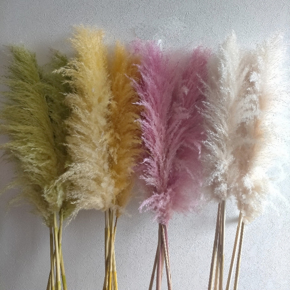 選べるポップカラー パンパスグラス 3本セット ドライフラワー