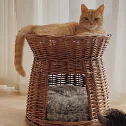 木にのる】ベッド付き天然木無垢材キャットタワー多猫世帯