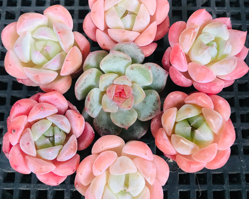 パステル系のピンク 多肉植物 エケベリア 桜ミルクキャンディーSp 6苗