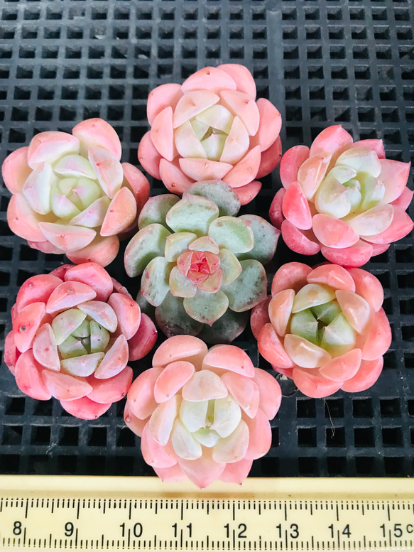 パステル系のピンク 多肉植物 エケベリア 桜ミルクキャンディー