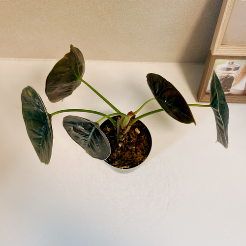 現品］【希少】アロカシア アズラニー 3.5号 観葉植物 室内 レア